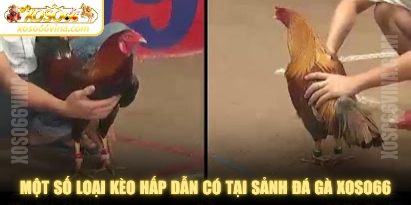 Một số loại kèo hấp dẫn có tại sảnh đá gà XOSO66