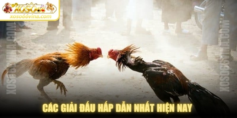 Các giải đấu hấp dẫn nhất hiện nay diễn ra tại sảnh đá gà XOSO66