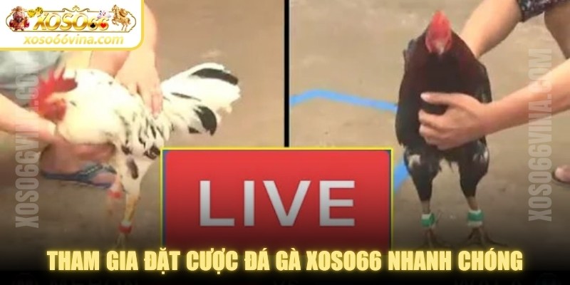 Tham gia đặt cược đá gà XOSO66 nhanh chóng, dễ dàng với 4 bước